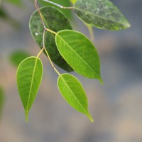 Doona ovalifolia Thwaites